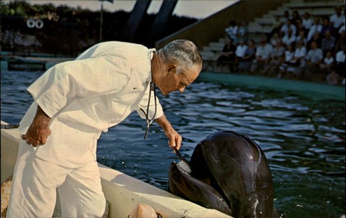 Marineland florida fl - marineland, of