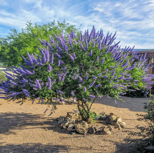 Live vitex plant - live,