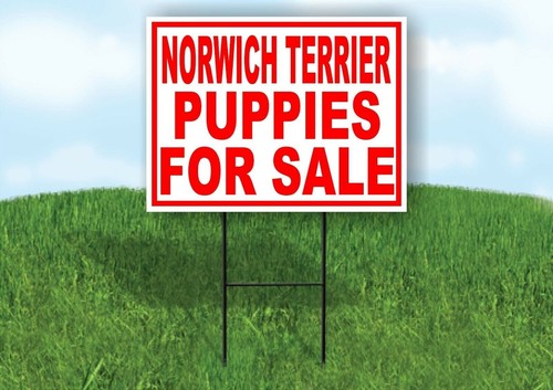 Norwich terrier puppies for - norwich,