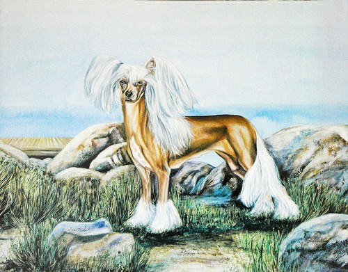 Chinese crested powder puff - chinese,
