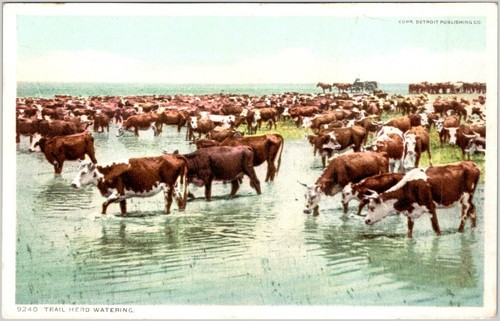 Trail herd watering - herd,