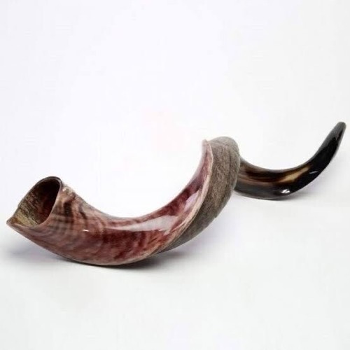 Yemenite shofar kudu horn - kudu,