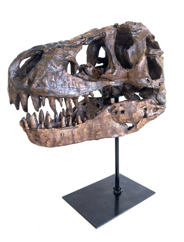 Realistic rex dinosaur skull - dinosaur,
