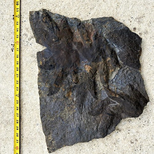 Beautiful jurassic raised - jurassic,