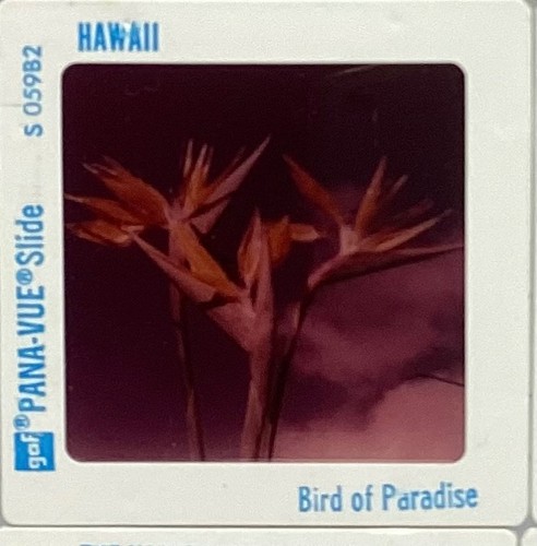Hawaii bird paradise - bird, of