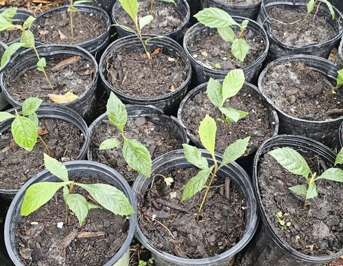 Loquat fruit plant trees - fruit,