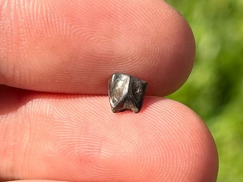Hadrosaur dinosaur tooth - dinosaur,