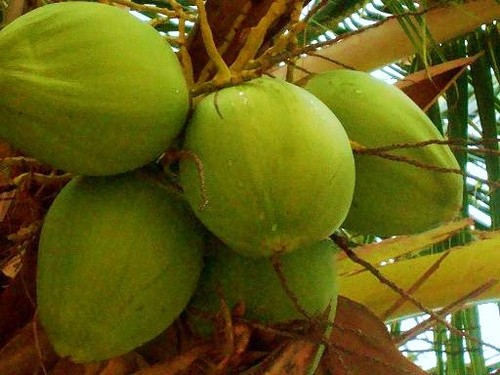 Coconut hawaiian plant - (green),