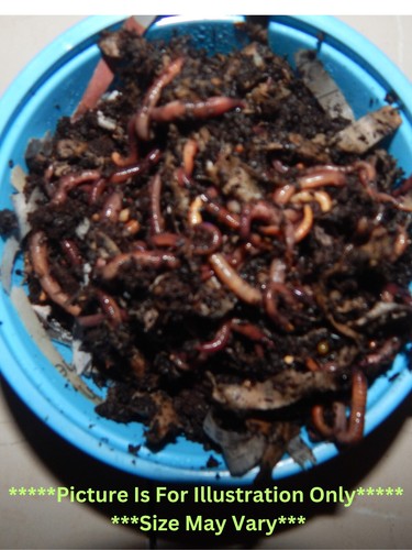 100 red wiggler compost - wiggler,