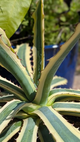 Large variegated agave - large,