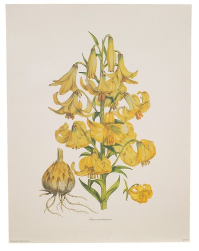 Vintage lithograph yellow - vintage,