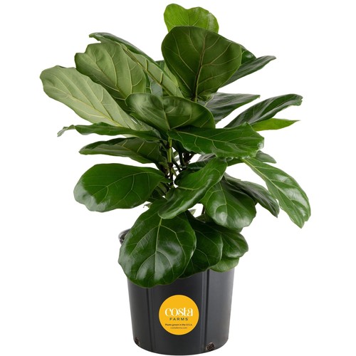 Costa farms fiddle leaf - costa, fig
