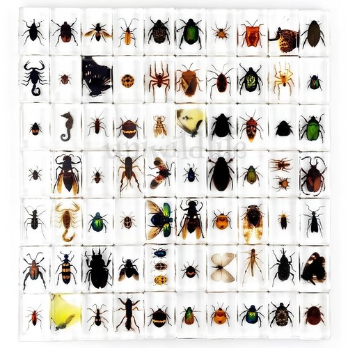 Pcs real insect specimen - pcs,