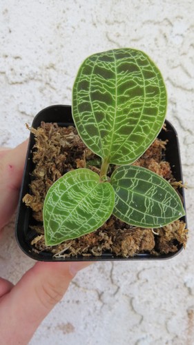 Lightning jewel orchid macodes - jewel,