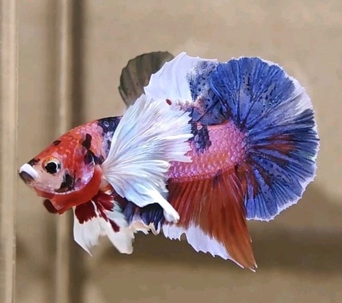 Multicolor dumbo koi male live - koi,