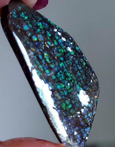 Ammolite ammonite coated - ammonite,