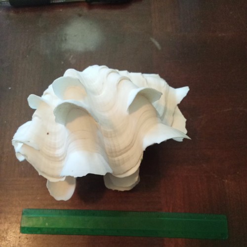 Large fluted squamosa - large, tridacna