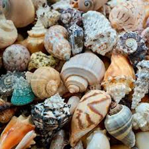 Assorted shell collection from - assorted,