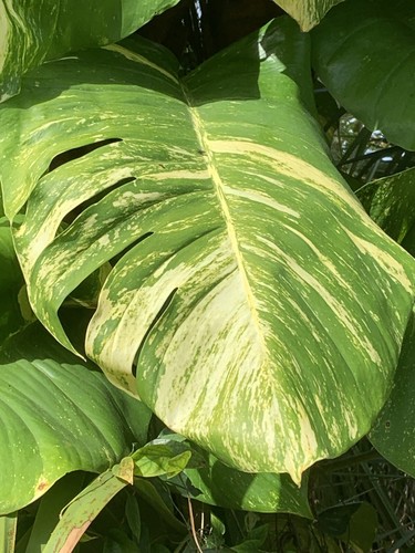 Variegated giant golden - variegated,