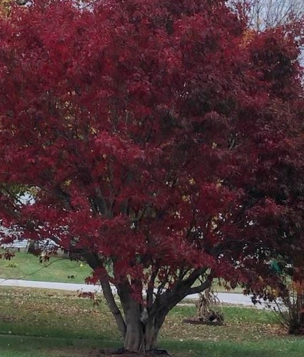 Japanese maple cuttings - 10,