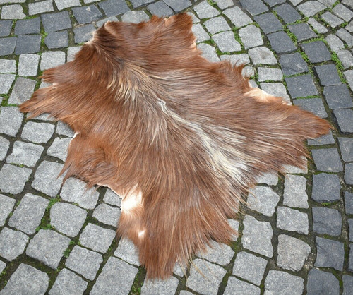 Angora goat leather - goat,