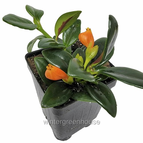 Nematanthus shady lady - shady,