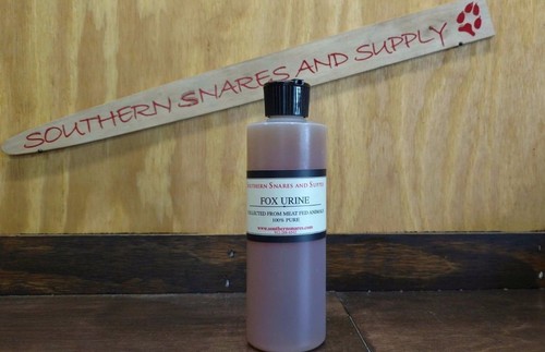 Red fox urine trapping - red,