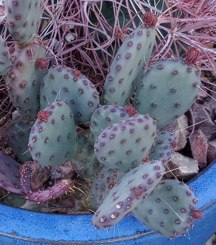 Opuntia gosseliniana arizona - gosseliniana,