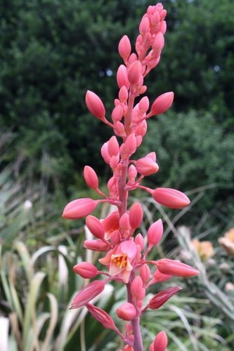 Hesperaole funifera - hesperaole,