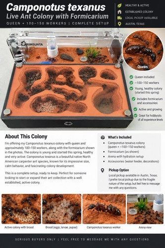 Camponotus texanus ant - camponotus, colony