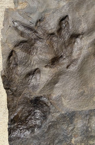 Beautiful jurassic dinosaur - beautiful,