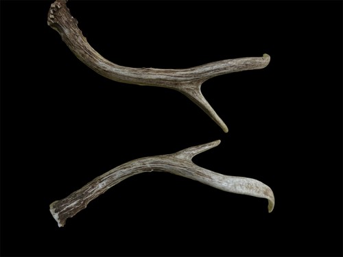 Red river wild whitetail deer - red,