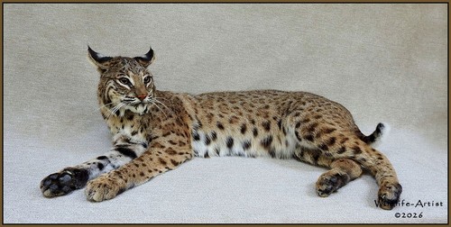 Bobcat taxidermy mount - bobcat,
