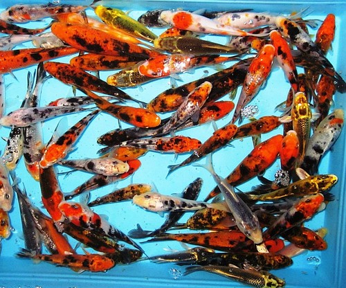 Lot assorted standard - assorted,