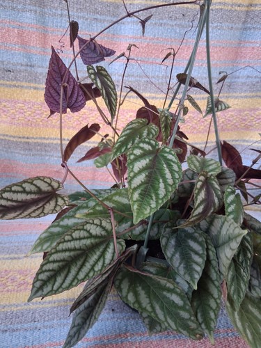 Rex begonis vine - vine, (cissus