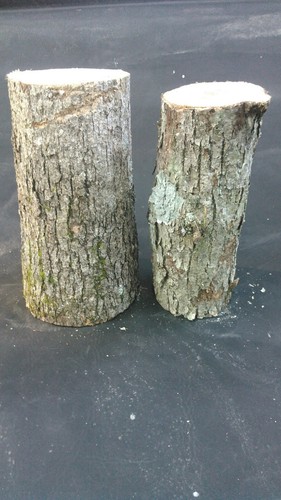 Large white oak - white, logs