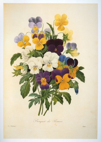 Vintage redouté print rainbow - print,