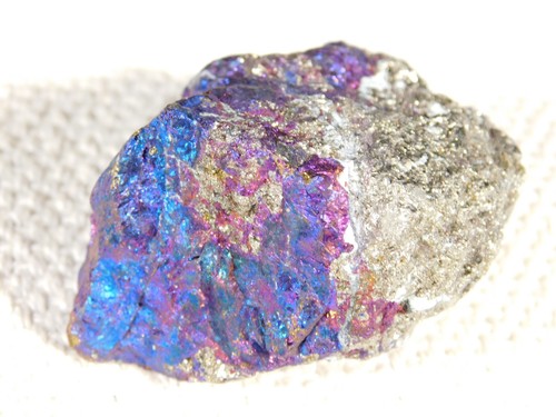Bright iridescent peacock - iridescent,