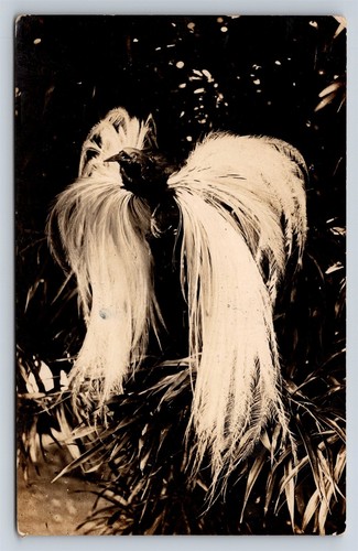 Postcard rppc bird - of, paradise
