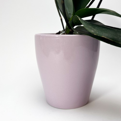Ceramic solid purple - solid,