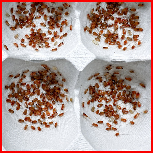 Small live red runner - small,