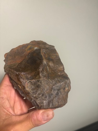 Grallator variabilis dinosaur