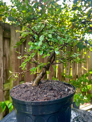 Chinese elm pre - chinese,