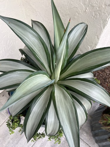 Agave desmettiana
