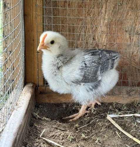 Fresh and fertilized - 3,