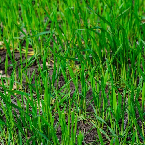 5lbs winter rye seed - winter,