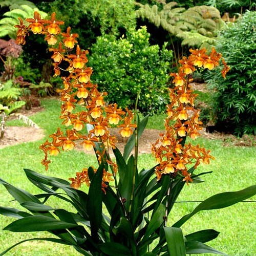 Oncostele catatante kilauea - catatante, 'kilauea