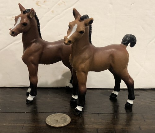 Arabian foal colt baby - arabian,