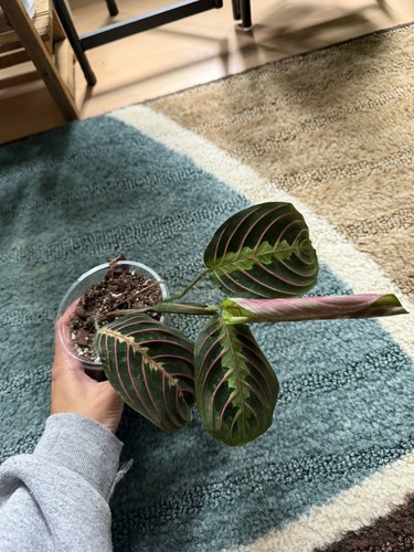 Maranta prayer plant live