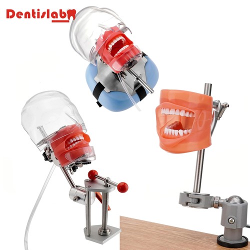 Dental simulator mannequin - dental,